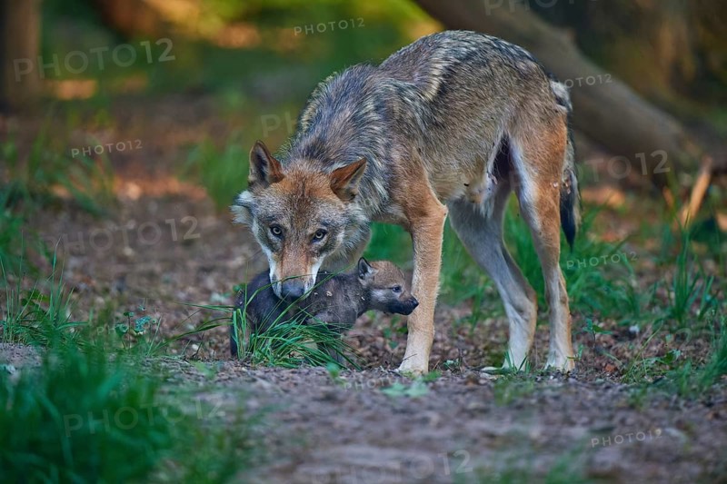 A wolf attentively observes a young animal in the forest and shows protective concern, Wolf (Canis Lupus), summer, Germany