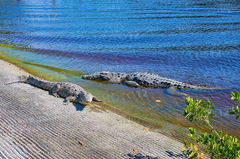 American crocodile (Crocodylus acutus), two animals on the shore of a blue water body in the sunshine, Flamingo, Marina, Everglades National Park, Florida, USA