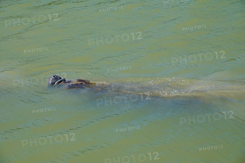 Manatee (Trichechidae), swimming in green water, moving slowly, flamingo, marina, Everglades National Park, Florida, USA