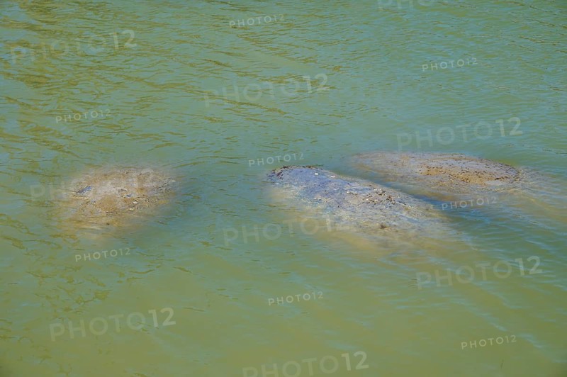 Manatees (Trichechidae), three animals visible in the green water, Flamingo, Marina, Everglades National Park, Florida, USA