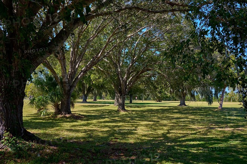 A quiet park with large trees and shade under a clear sky, Flamingo, Marina, Everglades National Park, Florida, USA