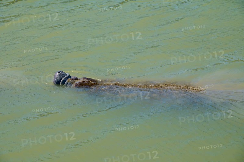 Manatee (Trichechidae), an animal swimming on the water surface, Flamingo, Marina, Everglades National Park, Florida, USA
