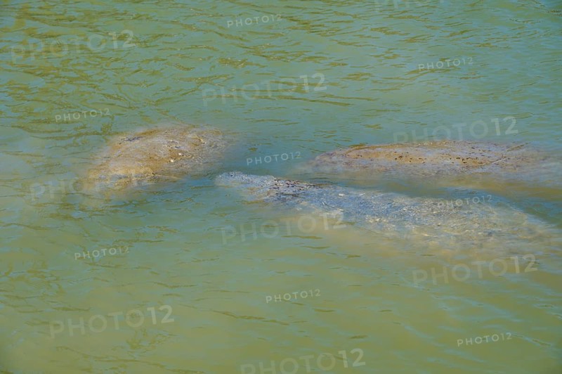 Manatees (Trichechidae), under the water surface in green water, Flamingo, MarinaEverglades National Park, Florida, USA