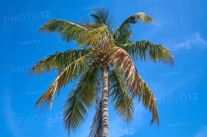 Tall palm tree with green leaves under a clear blue sky, Flamingo, Everglades National Park, Florida, USA