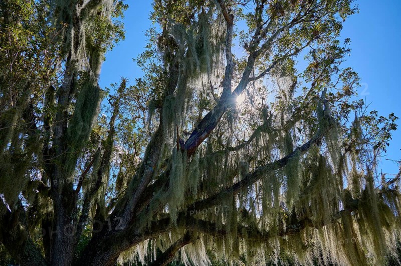 Moss-covered treetops with sunbeams breaking through the foliage, Flamingo, Everglades National Park, Florida, USA