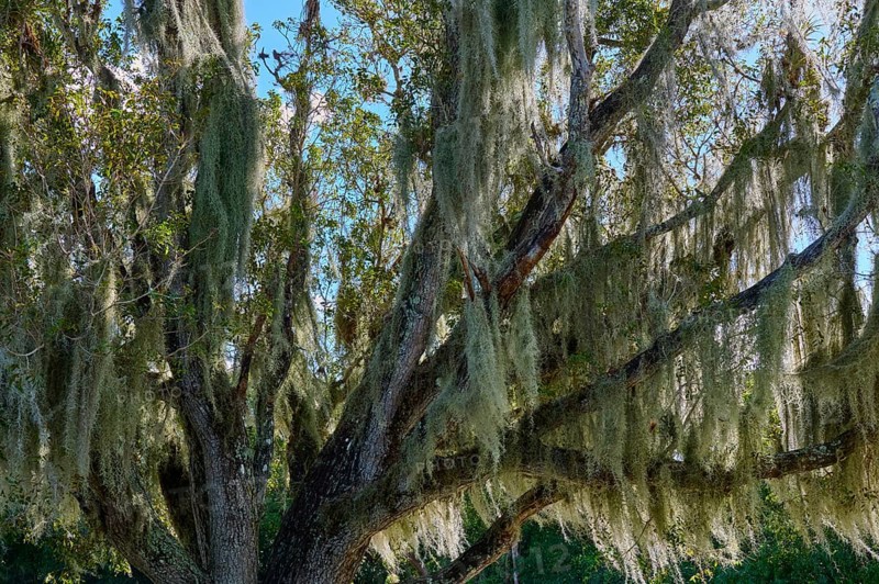 Moss-covered tree stretches majestically against the blue sky, Flamingo, Everglades National Park, Florida, USA