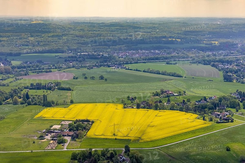 Aerial view, riding stable Timberline Westernschool, Stooter Straße, rape field, Saarn - Süd, Mülheim an der Ruhr, Ruhr area, North Rhine-Westphalia, Germany, DE, Europe, colour yellow, distant view, aerial view, aerial photography, aerial photography, horses, equestrian sports, riding facility, riding stable, riding stable, overview, bird's-eye view, meadows and fields, birds-eyes view, overview