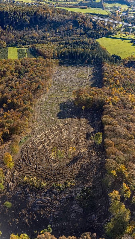 Aerial view, forest area with forest damage in the district Wennemen in Meschede, Sauerland, North Rhine-Westphalia, Germany, tree death, bark beetle damage, bark beetle plague, DE, Europe, spruce dieback, clear cutting, aerial view, aerial photography, aerial photography, Meschede, overview, bird's eye view, forest, forest damage, forest dieback, birds-eyes view, overview