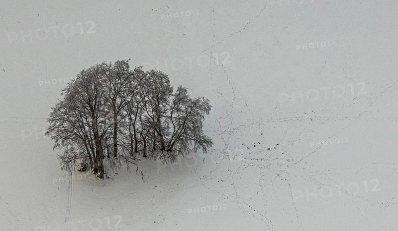 Aerial view of the winter landscape in Mosebolle with a group of trees and tracks in the snow near Meschede in winter in Sauerland in North Rhine-Westphalia, Germany, Bestwig, Sauerland, North Rhine-Westphalia, DE, Europe, aerial view, birds-eyes view, aerial photography, aerial photography, overview, overview, bird's eye view