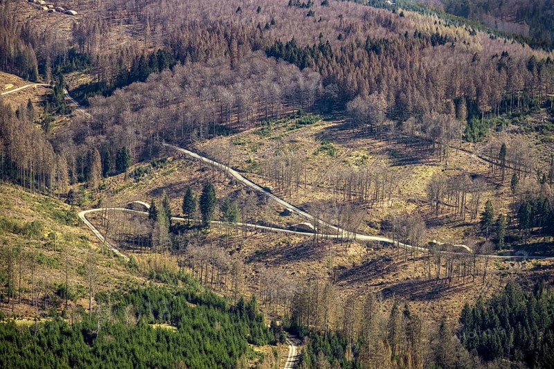 Aerial photo, forest damage and forest dieback, Wennemer Höhweg, Wennemen, Meschede, Sauerland, North Rhine-Westphalia, Germany, deforestation, DE, Europe, aerial photo, aerial photography, aerial photography, overview, bird's-eye view, forest, forest area, forest damage, forest dieback, birds-eyes view, overview, spruce dieback, drought, bark beetle plague