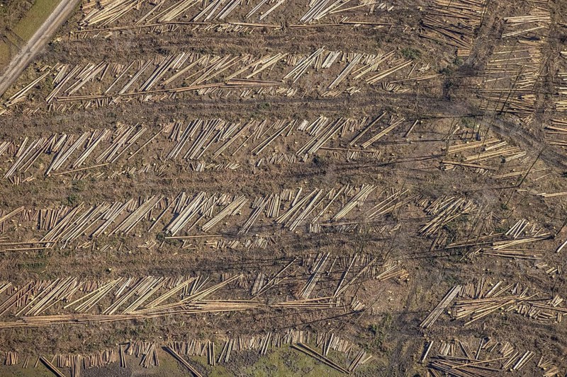 Aerial photo, forest damage and forest dieback, Wennemer Höhweg, Wennemen, Meschede, Sauerland, North Rhine-Westphalia, Germany, deforestation, DE, Europe, aerial photo, aerial photography, aerial photography, overview, bird's-eye view, forest, forest area, forest damage, forest dieback, birds-eyes view, overview, spruce dieback, drought, bark beetle plague