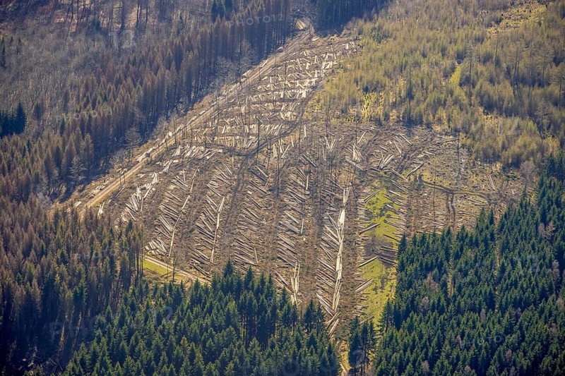 Aerial photo, forest damage and forest dieback, Wennemer Höhweg, Wennemen, Meschede, Sauerland, North Rhine-Westphalia, Germany, deforestation, DE, Europe, aerial photo, aerial photography, aerial photography, overview, bird's-eye view, forest, forest area, forest damage, forest dieback, birds-eyes view, overview, spruce dieback, drought, bark beetle plague