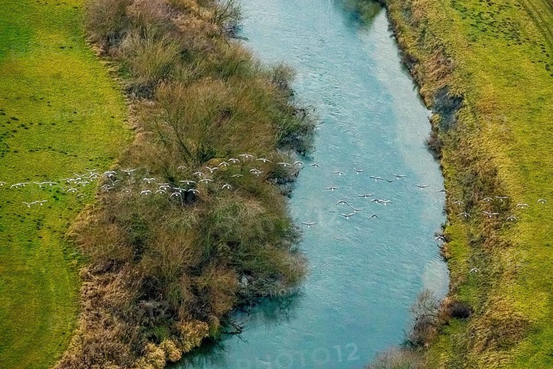 Aerial view of the national nature reserve Lippeauen at the river Lippe with the observation hut Disselmersch near Heintrop in Lippetal in North Rhine-Westphalia, Germany. Geese fly over the river Lippe, Lippetal, Ruhr area, North Rhine-Westphalia, Germany, DE, Europe, aerial photo, birds-eyes view, aerial photography, aerial photography, overview, bird's eye view