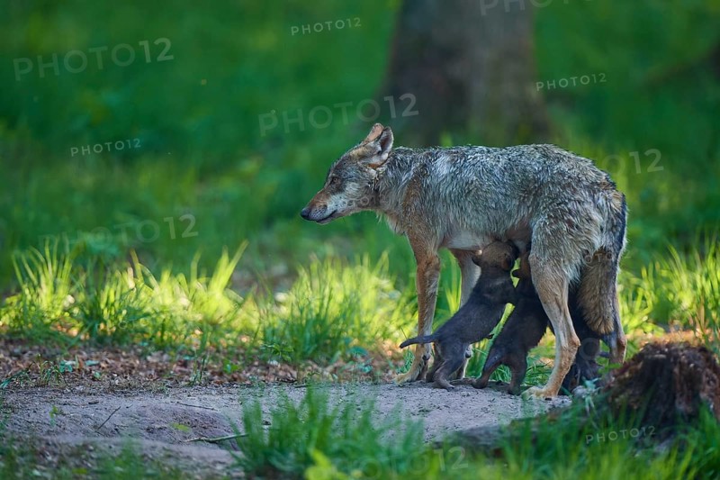 A she-wolf nursing her pups in the green forest and looking to the side, Wolf (Canis Lupus), Germany
