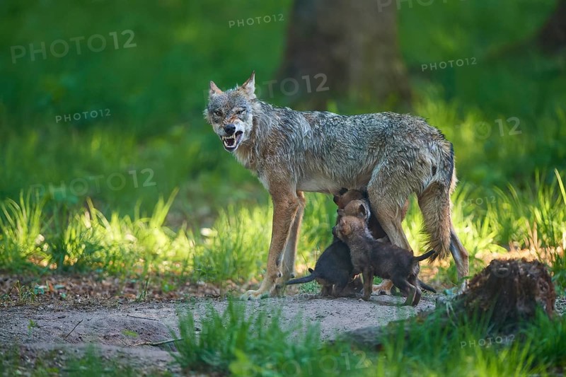 Wolf in the forest feeding its pups and showing its teeth threateningly, Wolf (Canis Lupus), Germany