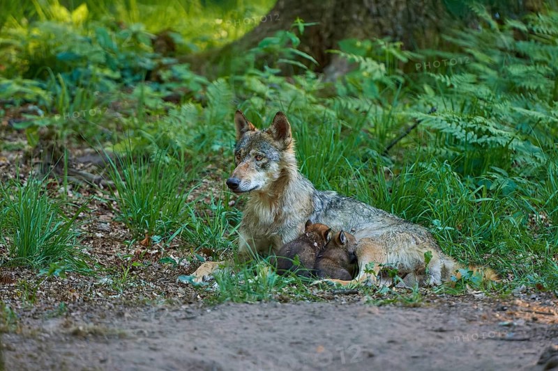 A wolf guarding its pups sleeping under a tree in the forest, peaceful atmosphere, Wolf (Canis Lupus), Germany