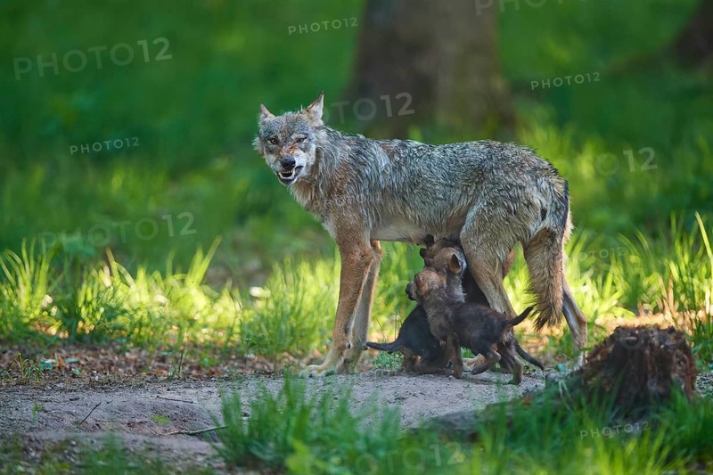 An aggressive she-wolf nursing her pups and showing her teeth threateningly in the forest, Wolf (Canis Lupus), Germany