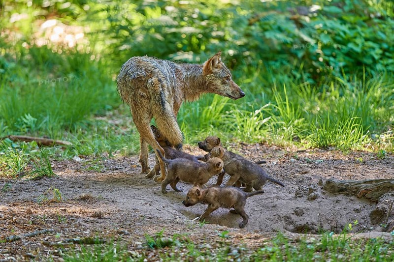 Young puppies curiously following a leading female wolf in the forest, Wolf (Canis Lupus), Germany