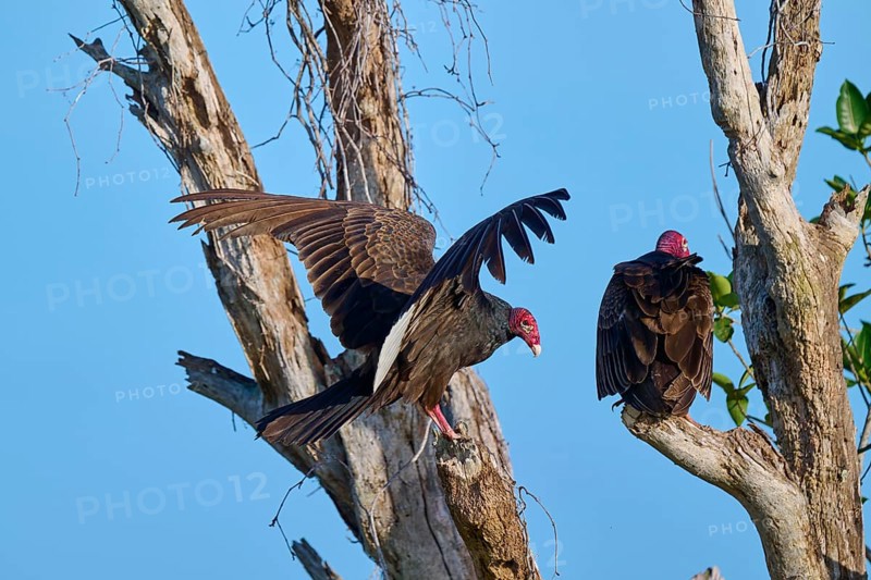 A vulture sits on a tree while another raises its wings, Turkey Vulture (Cathartes aura), Flamingo, Everglades National Park, Florida, USA