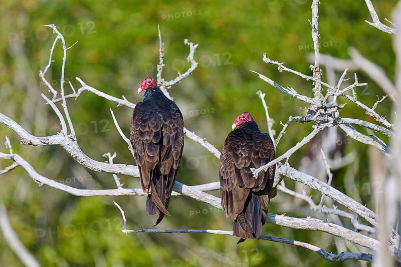 Two vultures sitting on branches in front of a green natural background, Turkey Vulture (Cathartes aura), Flamingo, Everglades National Park, Florida, USA