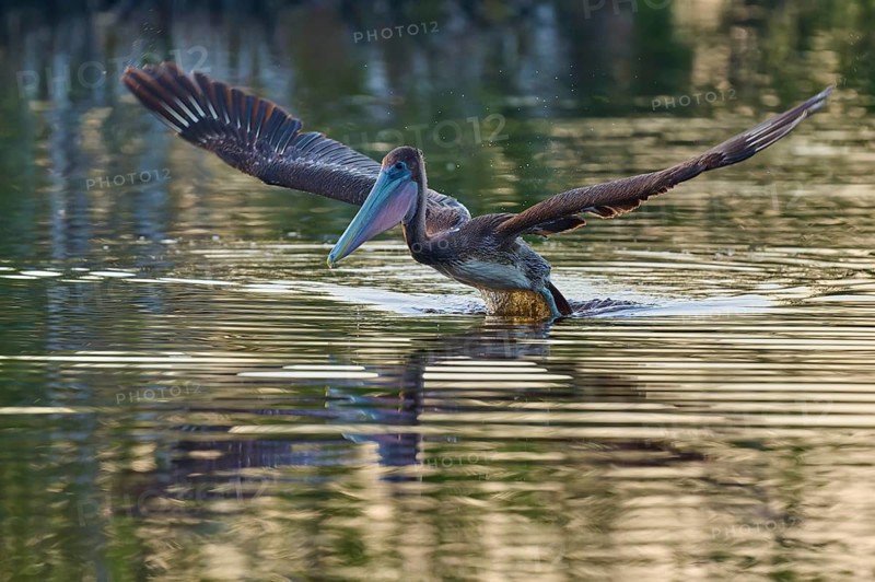 A pelican sails gently over the water surface with outstretched wings, Brown Pelican, (Pelecanus occidentalis), Everglades National Park, Florida, USA