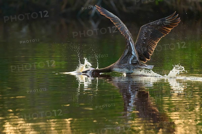 A pelican spreads its wings and takes off from the water surface with splashes, Brown Pelican, (Pelecanus occidentalis), Everglades National Park, Florida, USA