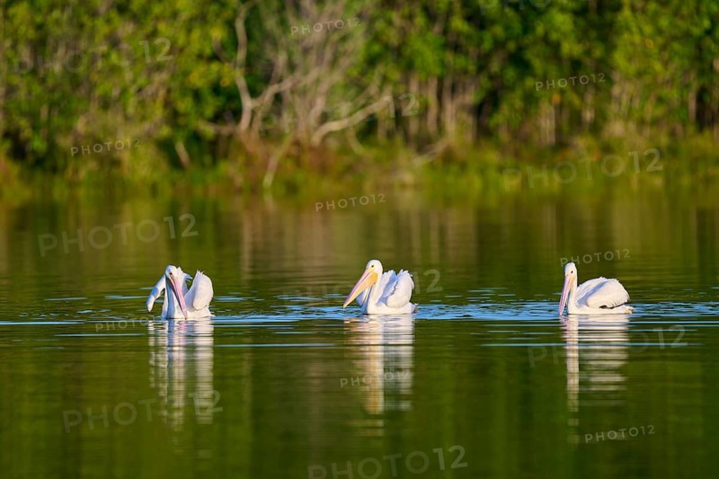 Three pelicans swimming calmly on a green lake, surrounded by nature, White Pelican (Pelecanus erythrorhynchos), Everglades National Park, Florida, USA