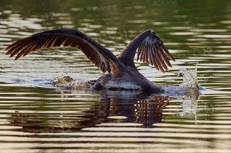 Pelican swimming with wings spread backwards, Brown Pelican, (Pelecanus occidentalis), Everglades National Park, Florida, USA
