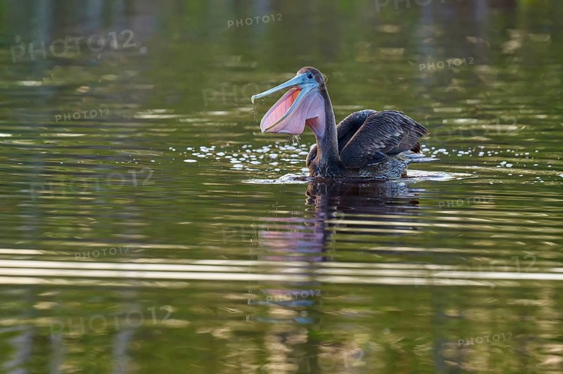 A pelican swimming on a lake with a perfect reflection in the water, Brown Pelican, (Pelecanus occidentalis), Everglades National Park, Florida, USA