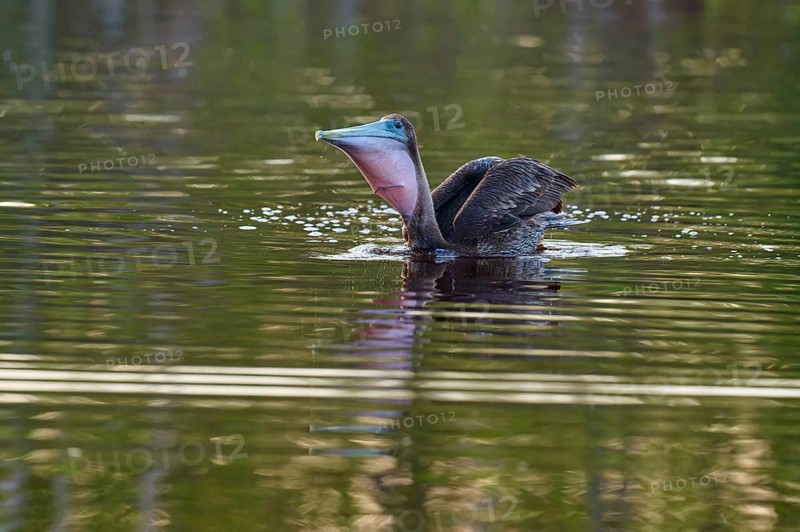 Pelican with open beak on calm water, Brown Pelican, (Pelecanus occidentalis), Everglades National Park, Florida, USA
