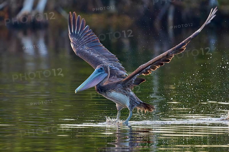 A pelican hovering just above the water surface with slightly raised wings, Brown Pelican, (Pelecanus occidentalis), Everglades National Park, Florida, USA