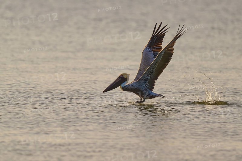 Pelican landing on the water with splashing waves, Brown Pelican, (Pelecanus occidentalis), Everglades National Park, Florida, USA