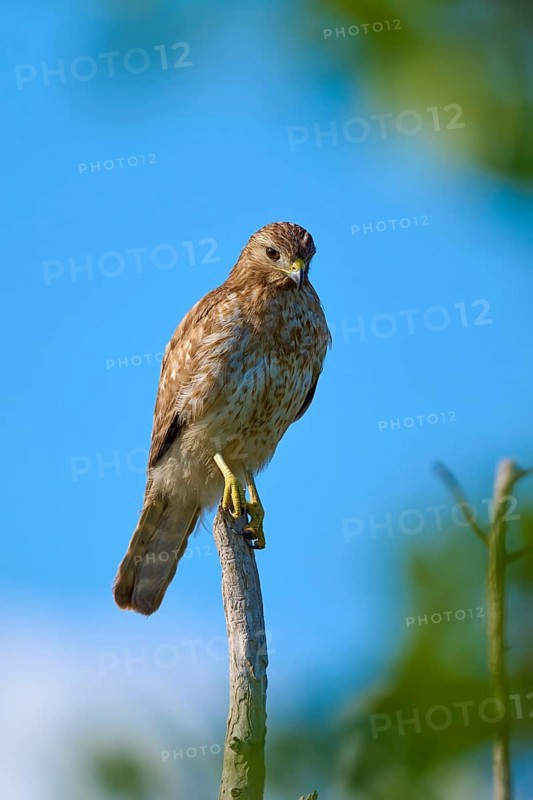 A bird of prey sits attentively on a branch against a clear blue sky, Brown Pelican, (Pelecanus occidentalis), Everglades National Park, Florida, USA