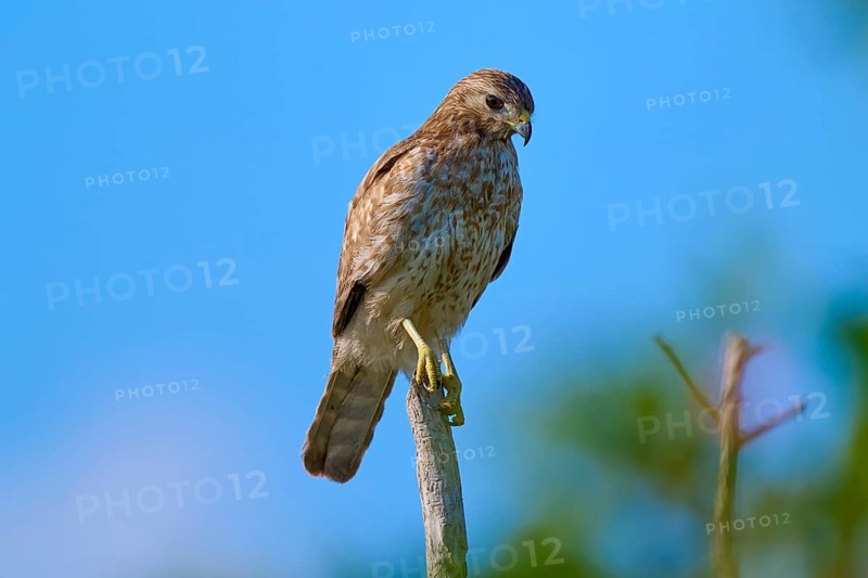 A bird of prey perched on a branch, against a blue sky and surrounded by green vegetation, Red-shouldered Hawk (Buteo lineatus), Flamingo, Everglades National Park, Florida, USA