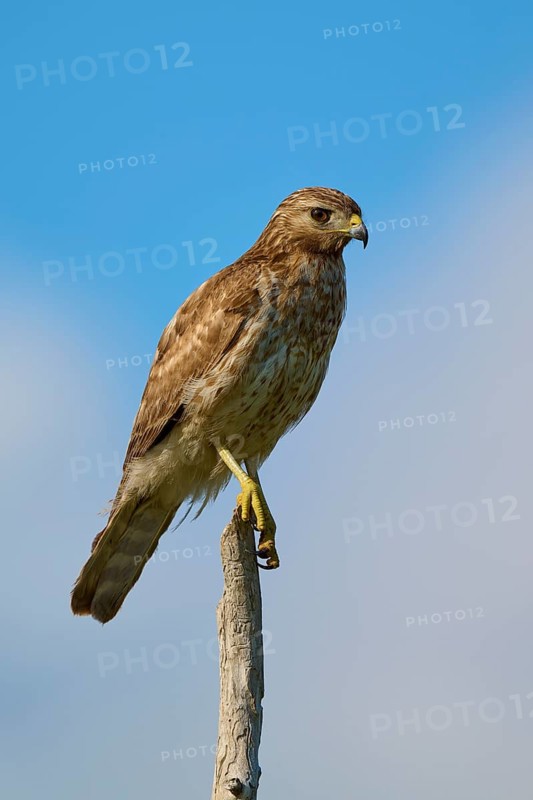 Close-up of a bird of prey on a branch against a clear sky, Red-shouldered Hawk (Buteo lineatus), Flamingo, Everglades National Park, Florida, USA