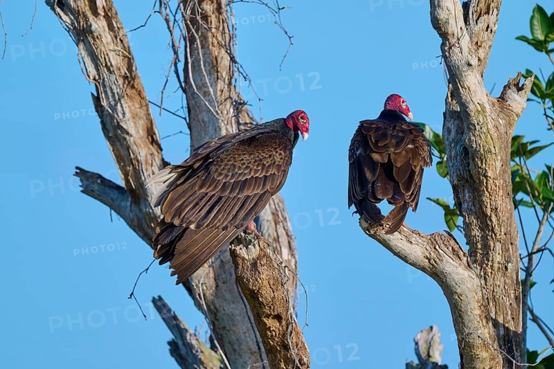Two vultures perched on bare branches against the blue sky, Turkey Vulture (Cathartes aura), Flamingo, Everglades National Park, Florida, USA