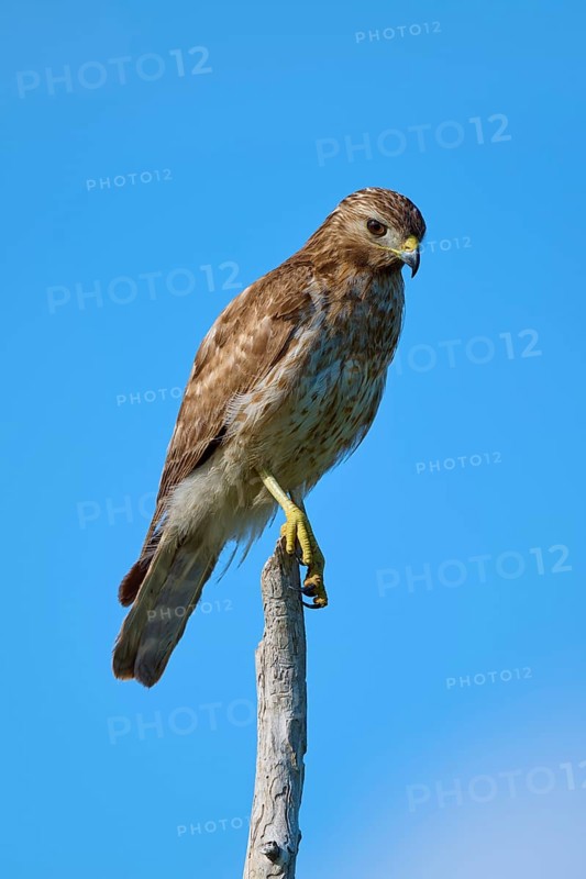 Close-up of a bird of prey on a branch, with clear blue sky in the background, Red-shouldered Hawk (Buteo lineatus), Flamingo, Everglades National Park, Florida, USA