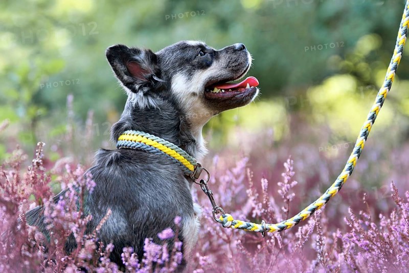 Dog with woven yellow leash and collar combination in purple blooming heather flower field during late summer