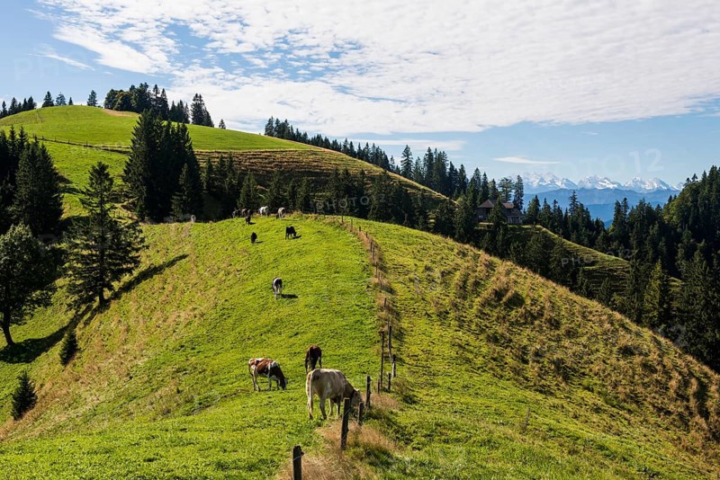 Panorama, snow-covered mountains, Bernese Oberland, view from Lüderenalp, Emmental, Canton of Bern, Switzerland