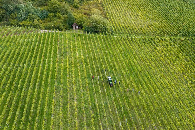 Extensive vineyard with people and tractor in rows of vines, grape grape harvest, near Korb, Rems Valley, Baden-Württemberg, Germany
