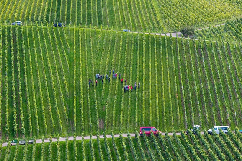 Vineyard with harvesters in rows, cars on a path at the edge, grape grape harvest, near Korb, Rems Valley, Baden-Württemberg, Germany