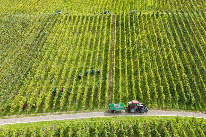 Aerial view of a vineyard with harvesters and tractor between the rows of vines, grape grape harvest, near Korb, Rems Valley, Baden-Württemberg, Germany