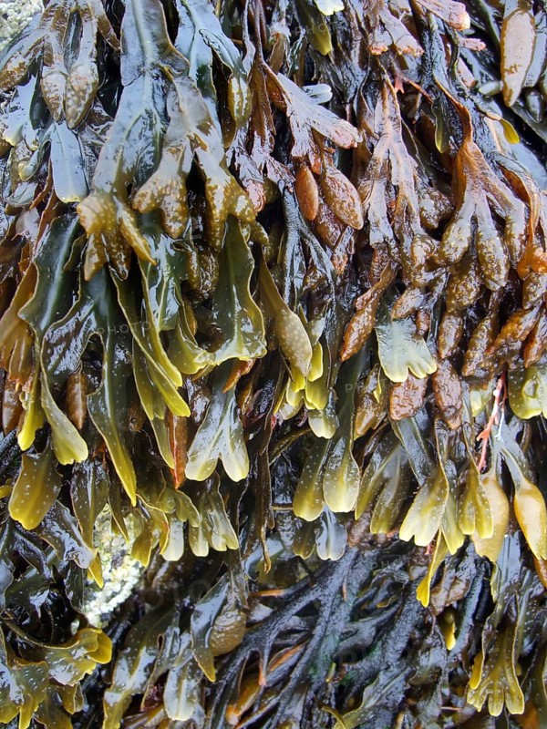 Algae overgrown rock formation in Brittany France