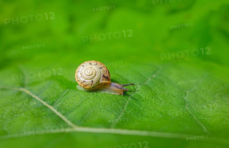 Small land snail with shell creeping on a green leaf