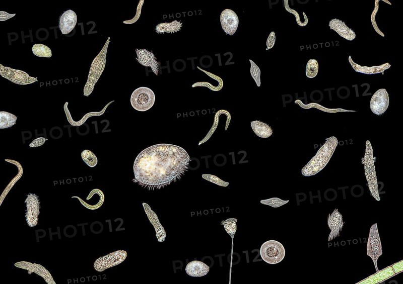 Micrography showing lots of various translucent freshwater microorganisms in dark back