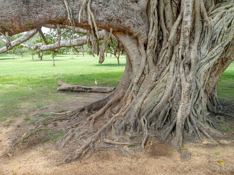 Closeup shot of strangler fig boughs seen in Sri Lanka