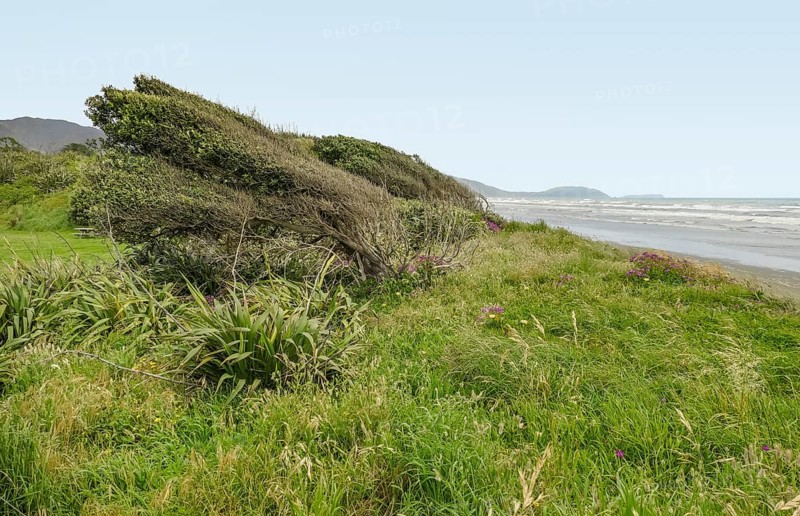 Scenery at the Whareroa beach at Queen Elizabeth park in New Zealand