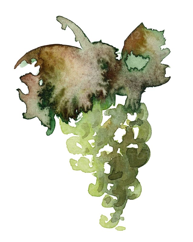 Watercolor illustration of a green wine grape with leaves in white back