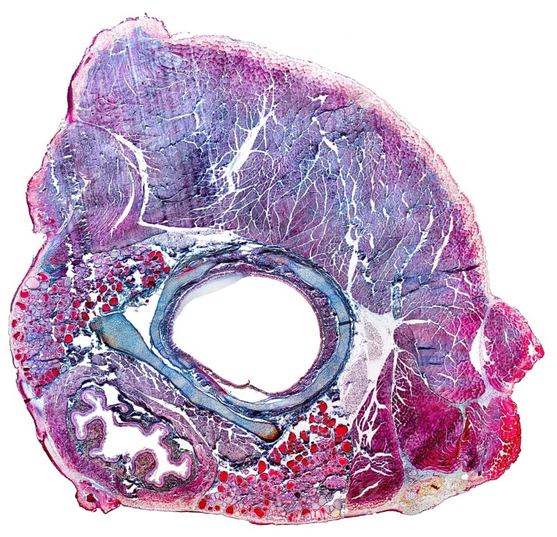 Full frame microscopic shot showing the neck organs from a rat