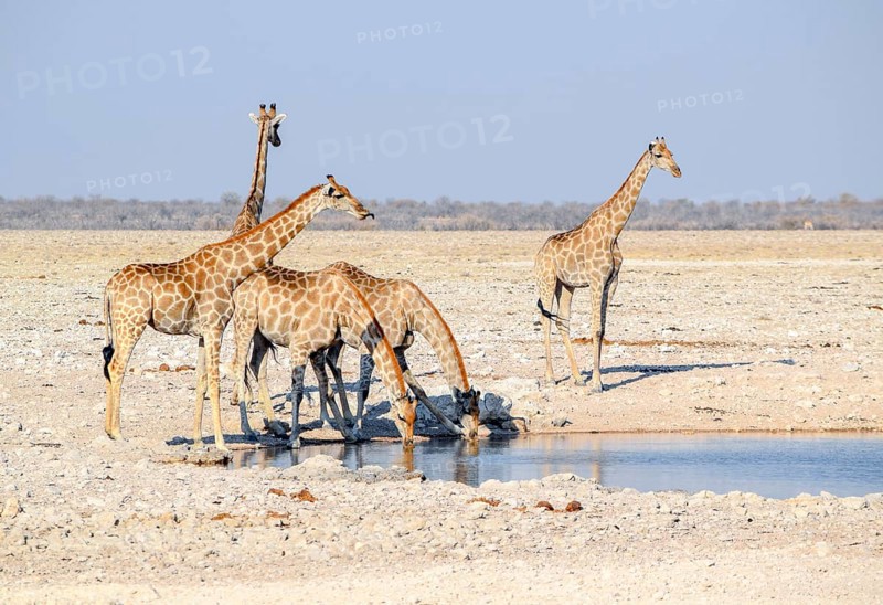 Sunny savannah scenery including a group of giraffes at a waterhole in Namibia